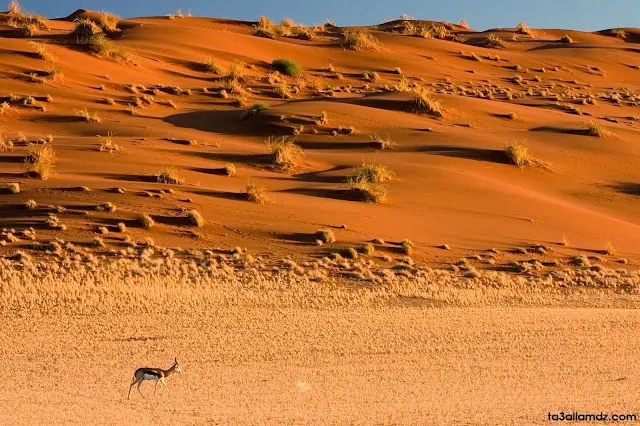 صحراء ناميب