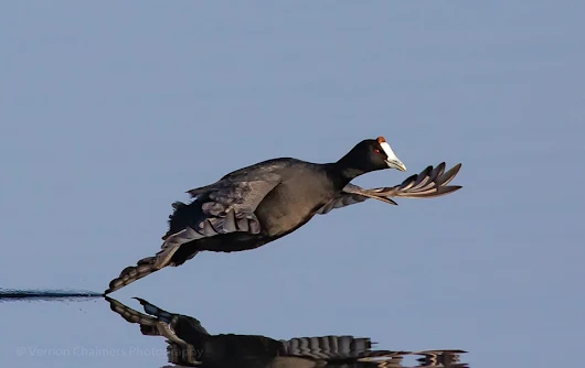 Red-knobbed Coot Canon EOS Setup and Tips For Birds in Flight Photography