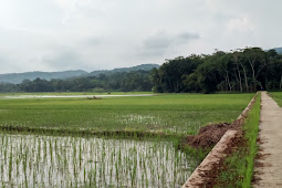 Mata Pencaharian Utama Warga Desa Candi Gemiwang Karanganyar Kebumen