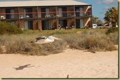 Pelican in Air
