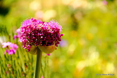 Dans le Jardin de Claude Monet (Giverny, France), by Guillermo Aldaya / PhotoConversa