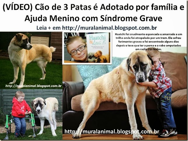 Haatchi