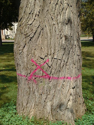 [Cottonwood tree marked for removal]