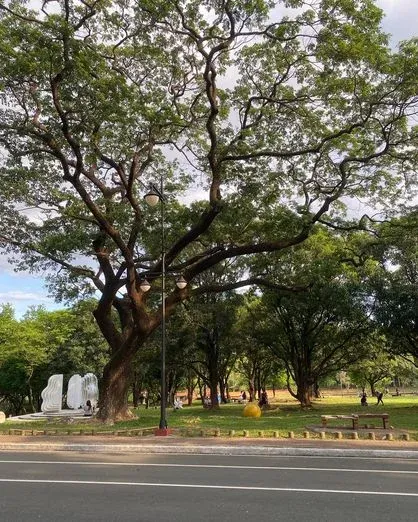 Trees in UP Diliman