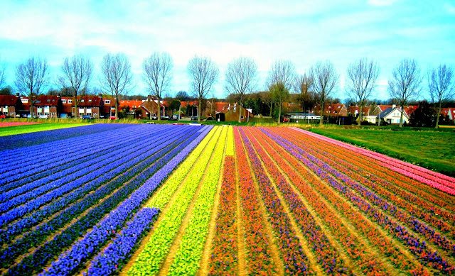 flowers, nature, tulip fields, background pictures, desktop backgrounds, 