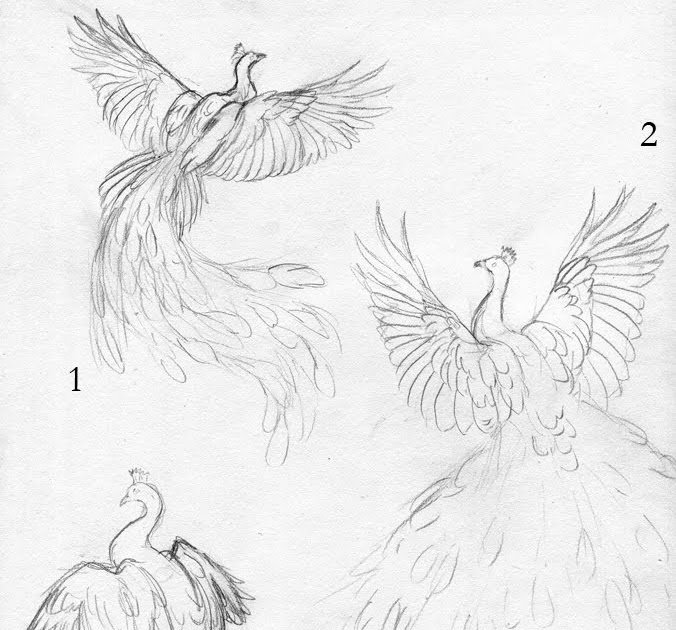 Transparent Peacock Wings Png, Png Download , Transparent Png Image -  PNGitem