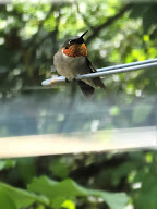 closeup of a male hummingbird shot by Renee Parker