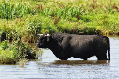 Schotse Hooglander - - Bos taurus var highland