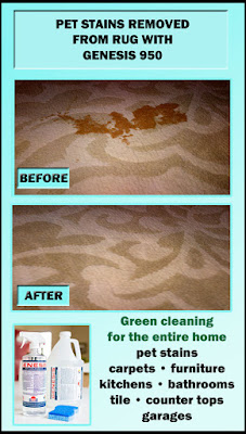 Best Pet Stain Remove Carpet