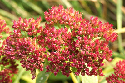 Hemelsleutel - Himellof - Sedum telephium