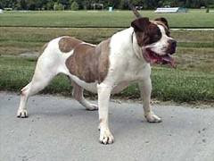 Alapaha Blue Blood Bulldog