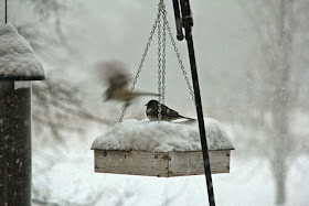 birds at snow-covered feeder