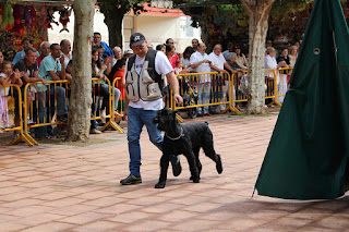 Los perros de la asociación GT Wurssy causan admiración en las fiestas de El Regato