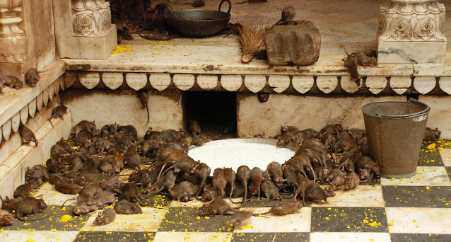 Karni Mata Festival