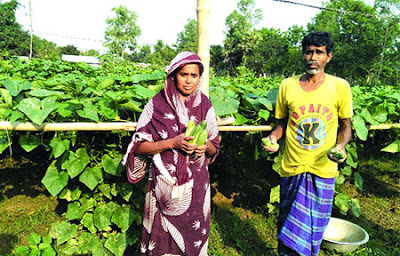 এক লাখ টাকার শসা বিক্রি করেছেন লাইলী