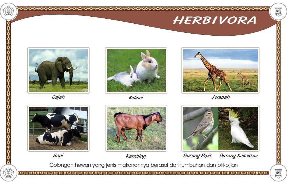 animal Omnivora  Karnivora  Herbivora 