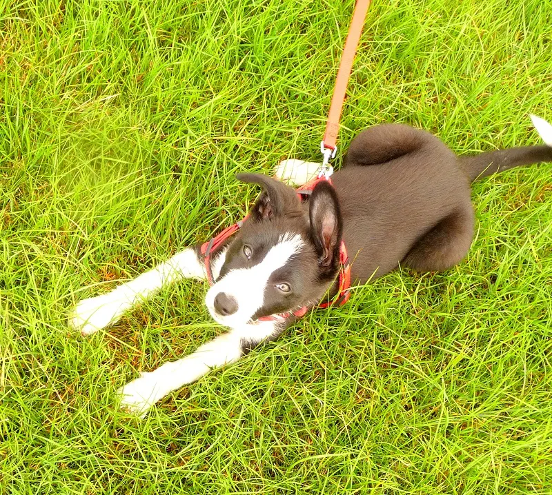 Mollie In Bakewell: Mollie The Border Collie Diaries