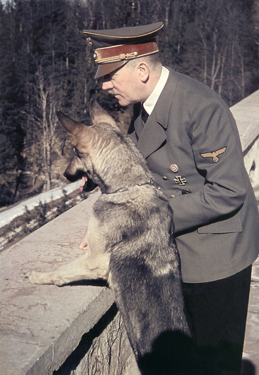 36 Amazing Historical Pictures. #9 Is Unbelievable - Adolf Hitler and Blondi on the balcony of The Berghof (1942)