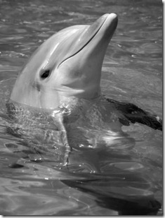 bottlenose