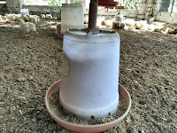 feeding system in poultry