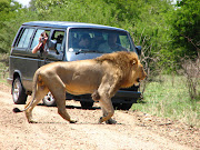 kruger national park africa Meet with a lion who was walking across the . (kruger national park south afrika )