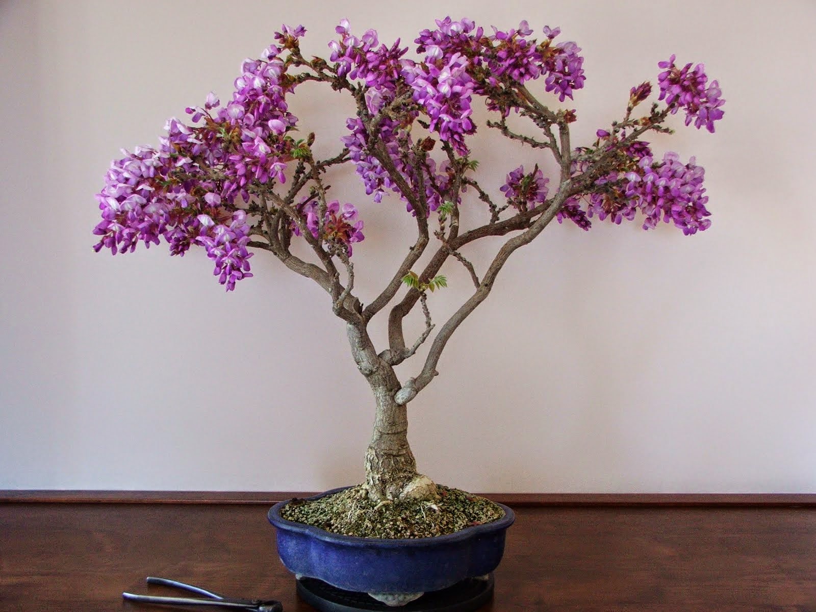 http://evoluzionebonsai.blogspot.it/2012/04/bonsai-di-glicine-wisteria-floribunda.html