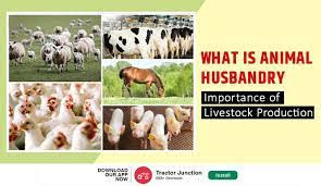 What is Animal husbandry? - Meaning, Origin, Types and Importance