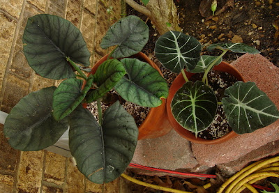 Alocasia Reginae