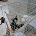 Purrfect Perches: Cat Condos for Active and Happy Fur Babies