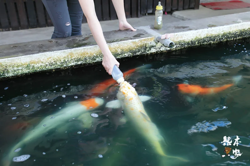 餵魚喝ㄋㄟㄋㄟ、碾米、拔蔥做蔥油餅｜宜蘭親子農場DIY活動、童話村生態農場親子活動