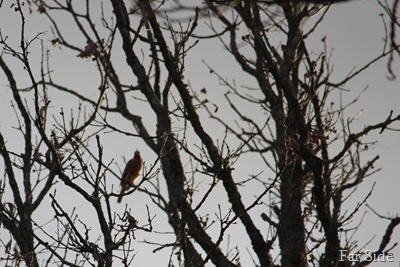 First Robin April20 2016