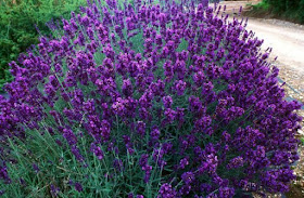 Hasil gambar untuk tanaman hias bunga lavender
