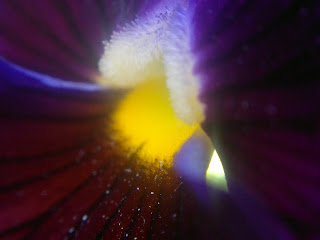 inside a flower