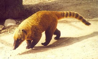 coati rojo Nasua nasua