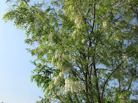 Portamento Espanso - Robinia pseudoacacia