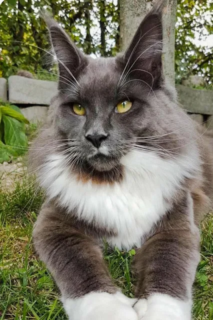 Bicolor gray-and-white Maine Coon