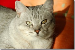 terza età gatto grisù