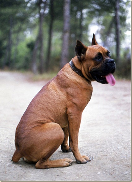 boxer - perro-boxerr