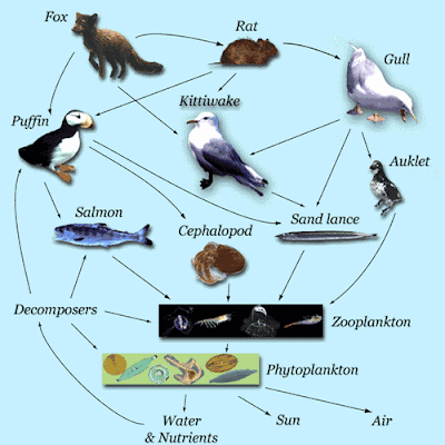 food chain ocean. of a trophic food web: