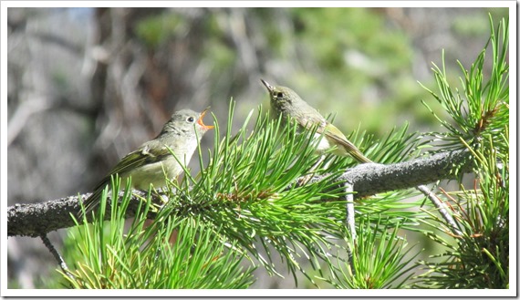 2015-07-29 Wyoming, Foxpark - Ruby Crowned Kinglet Bird (1)