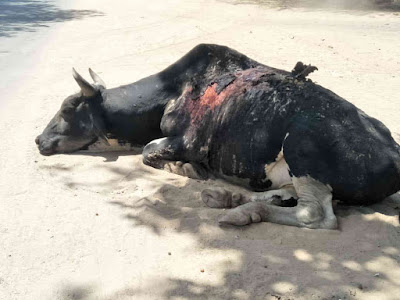 Acid attack on cow