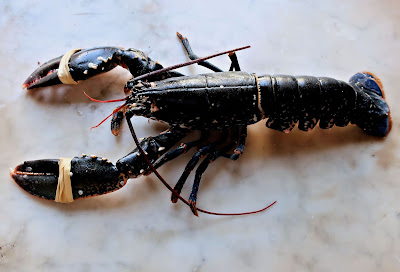 homard breton