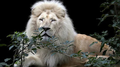 Los leones blancos, los animales más extraordinarios del mundo