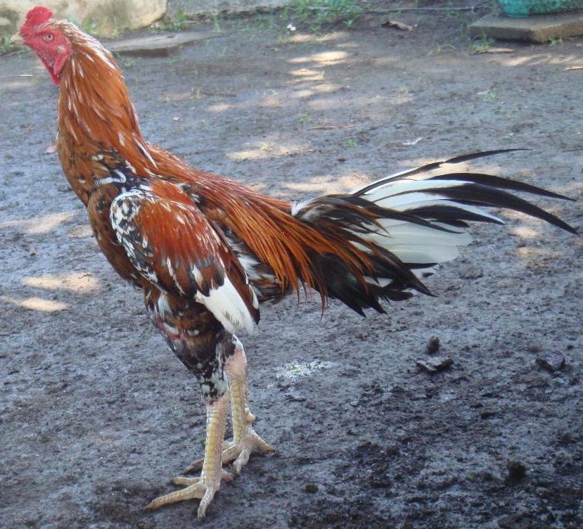 Obrolan Seputar Ayam dan Burung Kicau: Ragam bulu ayam aduan