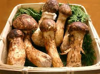 El matsutake es el champiñon mas caro del mundo