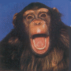 gifs animados de chimpance (6)