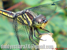 Capung ‘Yellow-tailed Ashy Skimmer’ (Potamarcha congener) betina