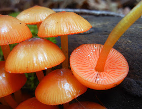 Mycena  leianna produced tiny white droplets