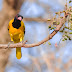 Black-hooded Oriole