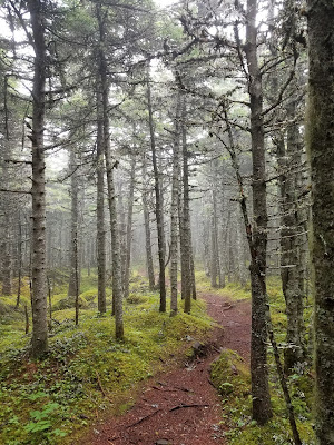 Trans Canada Trail forest in the fog NFLD.